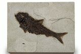 Detailed Fossil Fish (Knightia) - Huge For Species #349261-1
